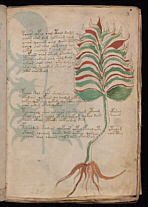 Voinich-Manuskript Textseite