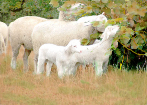 Weiße Schafe - vergrößern